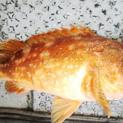 第二龍勢丸 釣果