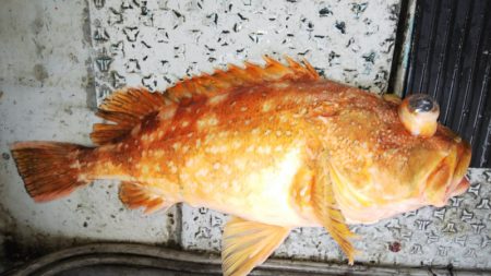 第二龍勢丸 釣果