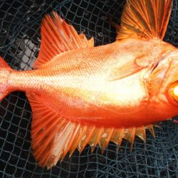 第二龍勢丸 釣果