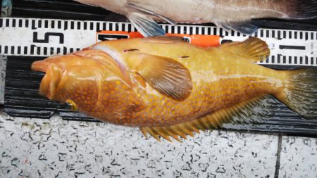 第二龍勢丸 釣果