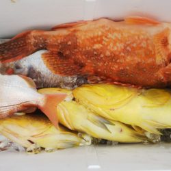 第二龍勢丸 釣果