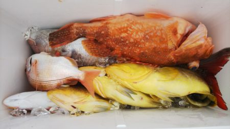 第二龍勢丸 釣果