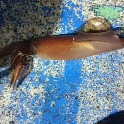 海龍丸（石川） 釣果