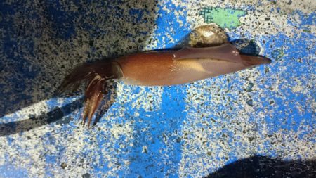 海龍丸（石川） 釣果