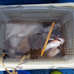 さち丸 釣果