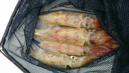 きずなまりん 釣果