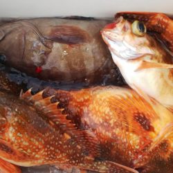 第二龍勢丸 釣果