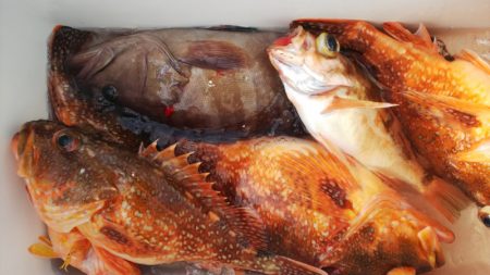 第二龍勢丸 釣果