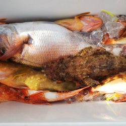 第二龍勢丸 釣果