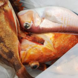 第二龍勢丸 釣果