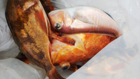 第二龍勢丸 釣果