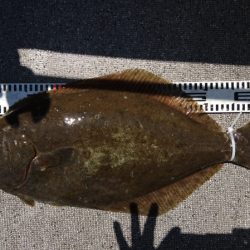 ARCADIAⅡ （アルカディアⅡ） 釣果