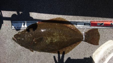 ARCADIAⅡ （アルカディアⅡ） 釣果