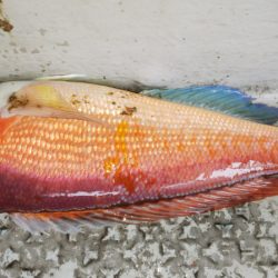 第二龍勢丸 釣果