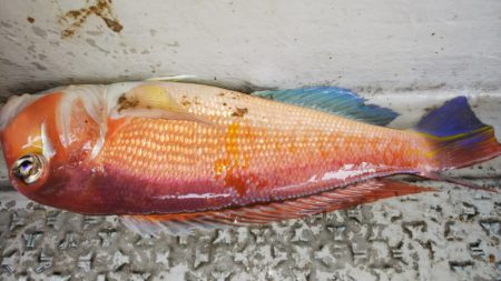 第二龍勢丸 釣果