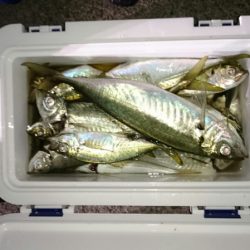 海龍丸(石川) 釣果