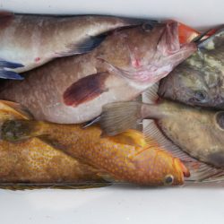 第二龍勢丸 釣果