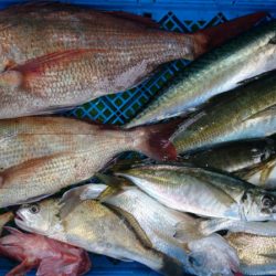 小島丸 釣果