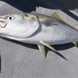 渡船屋たにぐち 釣果