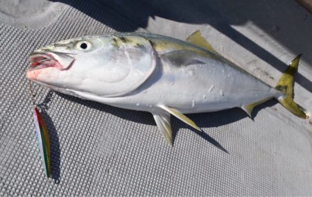 渡船屋たにぐち 釣果
