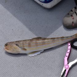 渡船屋たにぐち 釣果