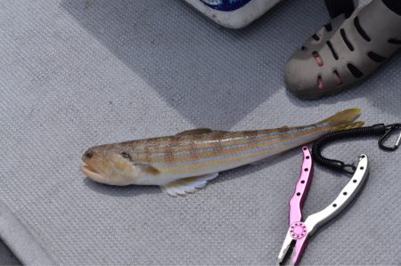 渡船屋たにぐち 釣果