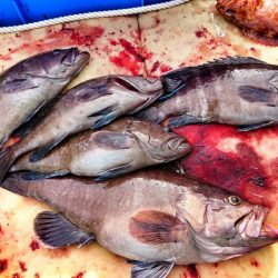 ブルースフィッシングサービス 釣果