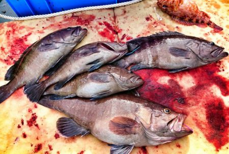 ブルースフィッシングサービス 釣果