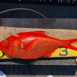 ＴＡＲＯＭＡＲＵ 釣果