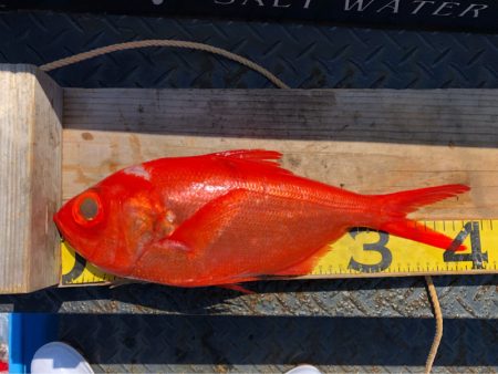 ＴＡＲＯＭＡＲＵ 釣果