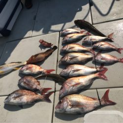 遊漁船メテオ 釣果