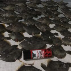 エムズジャーク（M’s JERK） 釣果