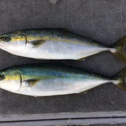 SeaRide(シーライド) 釣果