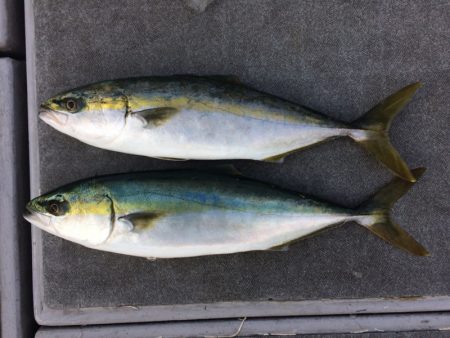 SeaRide(シーライド) 釣果