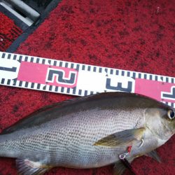 光生丸 釣果