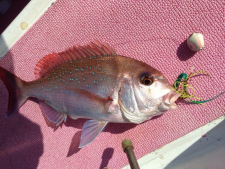 晃山丸 釣果