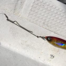 渡船屋たにぐち 釣果