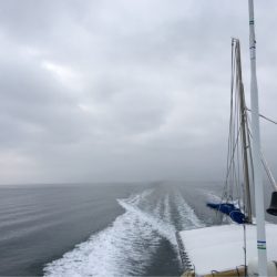 末広丸(熊本) 釣果