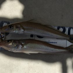 末広丸(熊本) 釣果