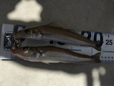 末広丸(熊本) 釣果