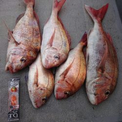 ありもと丸 釣果