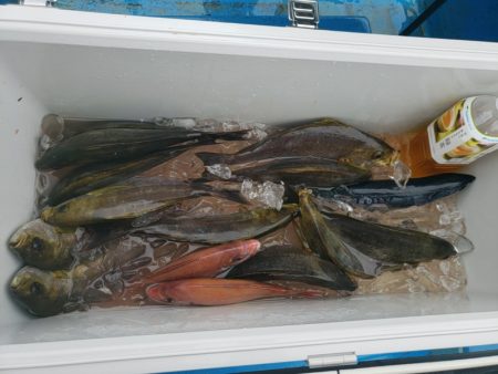丸万釣船 釣果