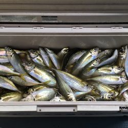 第二八坂丸 釣果