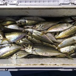 第二八坂丸 釣果