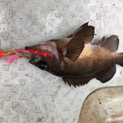 あみや渡船 JIGBOY 釣果