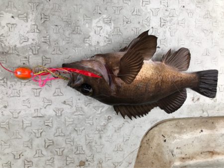 あみや渡船 JIGBOY 釣果