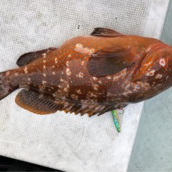 あみや渡船 JIGBOY 釣果