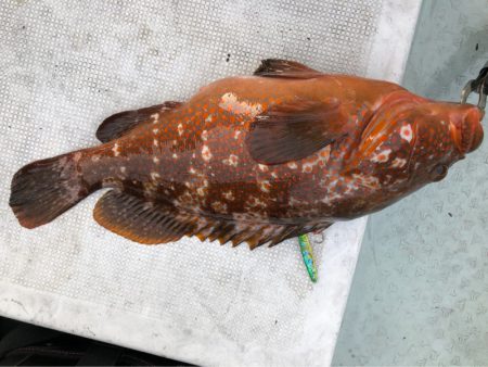 あみや渡船 JIGBOY 釣果