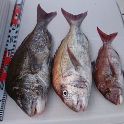 遊漁船 家入 釣果