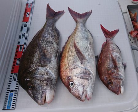 遊漁船 家入 釣果